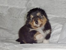 puppies