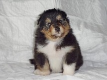 puppies