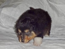 puppies