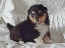 puppies