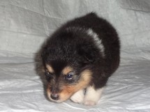 puppies