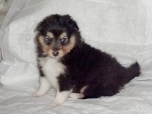 puppies
