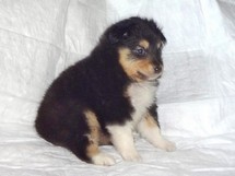 puppies
