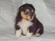 puppies