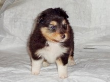 puppies