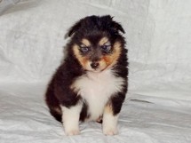 puppies