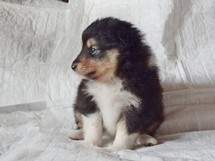 puppies