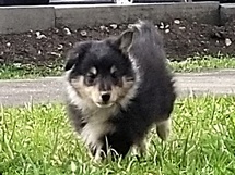 puppies