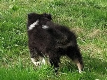 puppies