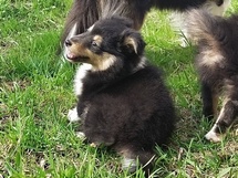 puppies