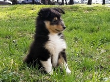 puppies