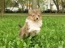 puppies