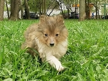 puppies