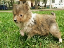 puppies