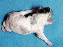 puppies