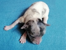 puppies