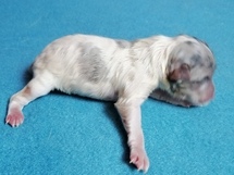 puppies