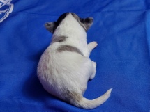 puppies