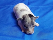 puppies
