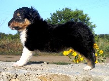 puppies