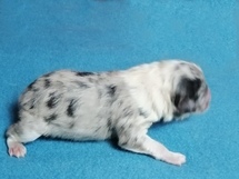 puppies