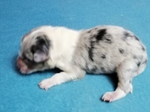 puppies