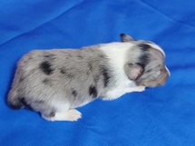 puppies