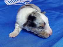 puppies