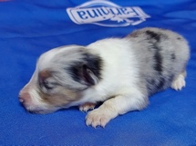 puppies