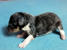 puppies