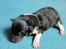 puppies