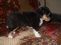 puppies