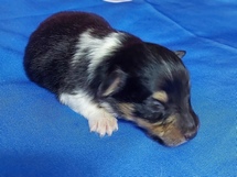 puppies