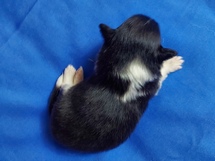 puppies