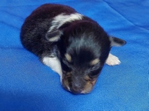 puppies