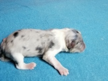 puppies