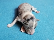 puppies