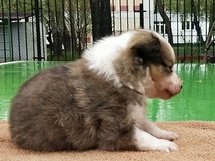 puppies