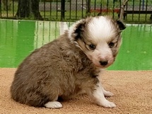 puppies