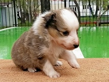 puppies