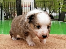 puppies