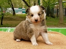 puppies