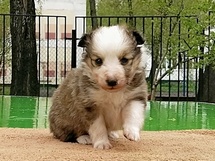 puppies