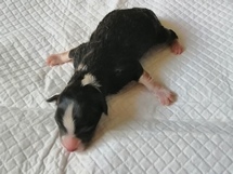 puppies