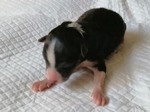 puppies