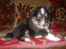 puppies