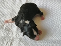 puppies