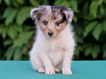 puppies