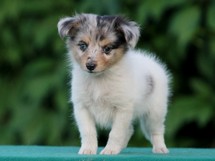 puppies