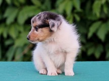 puppies